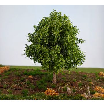 Silhouette Ahorn - Frühling -  - 10-13cm - H0 / TT (230-41)