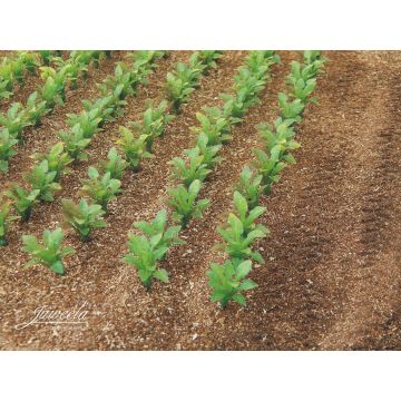 Juweela ZUCKERRÜBENPFLANZEN - GRUN -  - 1 / 1:32 (JW23386)