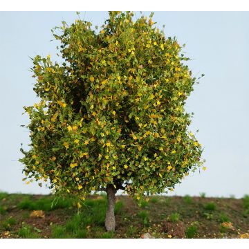 Silhouette Kastanie - Frühherbst - ca. 8cm - Z / N / TT / H0 (291-63)