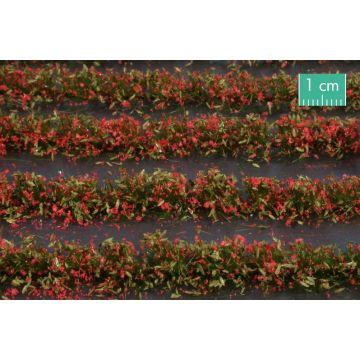 Mininatur Blumenfeld-Streifen - Rot - ca. 42cm - H0 / TT (767-23S)