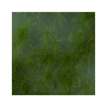 Mininatur Grasbüschel lang - Sommer - ca 7,5 x 4 cm - H0 / TT (727-22MS)