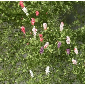 Mininatur Lupinen - Sommer - ca. 4x4cm - H0 / TT (999-22S)