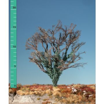 Silhouette Ahorn mit Efeu bewachsen - Kahl - 2 (ca. 15-20cm) (231-20)