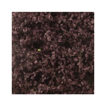 Silhouette Blutbuchenlaub - Sommer - ca. 27x16,5cm - H0 / TT (922-22)
