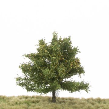 Silhouette Buche - Frühherbst - 12-16cm (220-43)