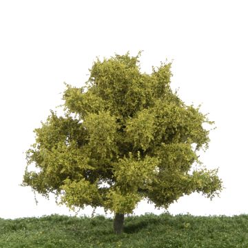 Silhouette Buche - Frühling - 12-16cm (220-41)