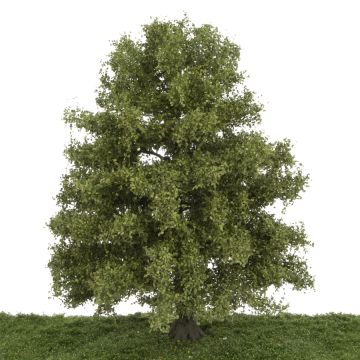 Silhouette Buche - Sommer - 25-29cm (320-001-2)