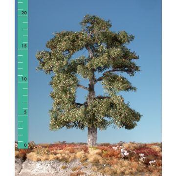 Silhouette Eich - Frühherbst - 1 (ca. 10-13cm) - N / Z (180-13)