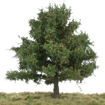 Silhouette Eich - Frühherbst - 0 (< ca. 8cm) (280-63)