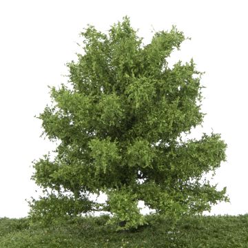 Silhouette Eich - Frühling - 0 (< ca. 8cm) (280-61)