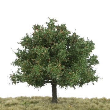 Silhouette Eiche - Frühherbst - 12-16cm (280-43)