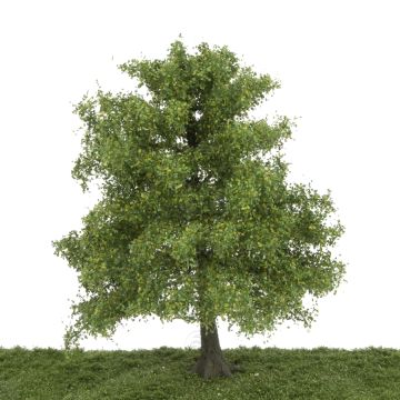 Silhouette Esche - Frühling - 25-29cm (341-001-1)