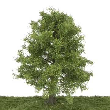 Silhouette Esche - Spätherbst - 25-29cm (341-001-4)