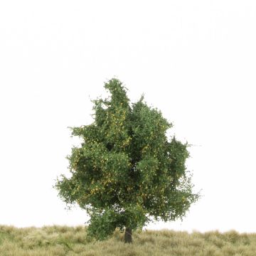 Silhouette Espe - Frühherbst - 12-16cm (215-43)
