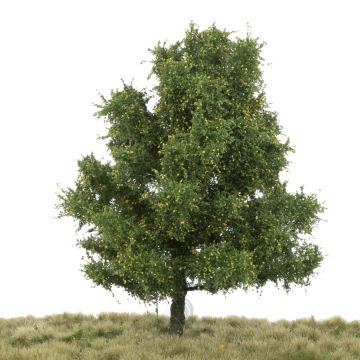 Silhouette Espe - Frühherbst - 0 (< ca. 8cm) (215-63)