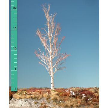 Silhouette Espe - Kahl - 2 (ca. 15-20cm) (215-20)