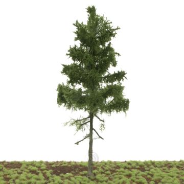 Silhouette Fichte halb Hochstamm - Sommer - 25-29cm (279-000-1)