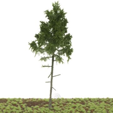 Silhouette Fichte Hochstamm - Sommer - 20-24cm (278-000-0)