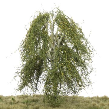 Silhouette Hängebirke - Frühherbst - 0 (< ca. 8cm) (211-63)