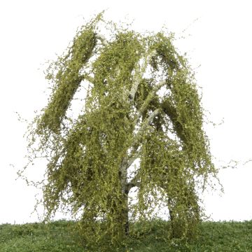 Silhouette Hängebirke - Frühling - 0 (< ca. 8cm) (211-61)