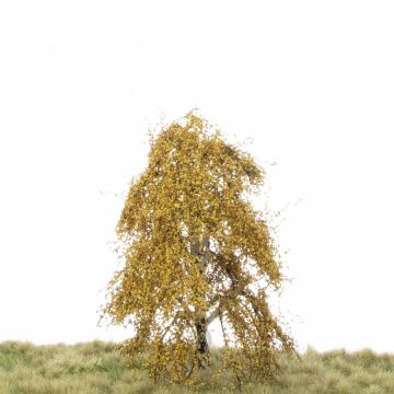 Silhouette Hängebirke - Spätherbst - 12-16cm (211-44)