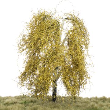Silhouette Hängebirke - Spätherbst - 17-22cm (211-54)