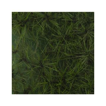 Silhouette Kiefer - Sommer - ca. 27x16,5cm - 1:45+ (970-32)