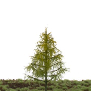 Silhouette Lärche - Frühherbst - 12-16cm (279-43)