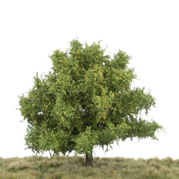 Silhouette Linde - Frühherbst - 0 (< ca. 8cm) (242-03)