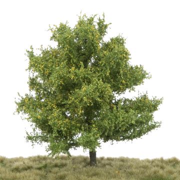 Silhouette Linde - Frühherbst - 0 (< ca. 8cm) (242-63)