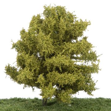 Silhouette Linde - Frühling - 0 (< ca. 8cm) (242-61)