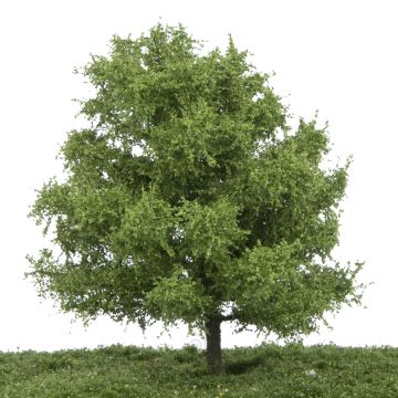 Silhouette Linde - Sommer - 17-22cm (242-52)