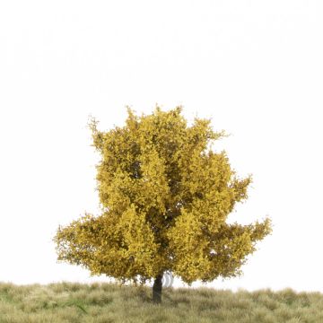 Silhouette Linde - Spätherbst - 12-16cm (242-44)