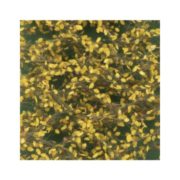 Silhouette Lindenlaub - Spätherbst - ca. 15 x 4 cm - H0 / TT (942-24S)