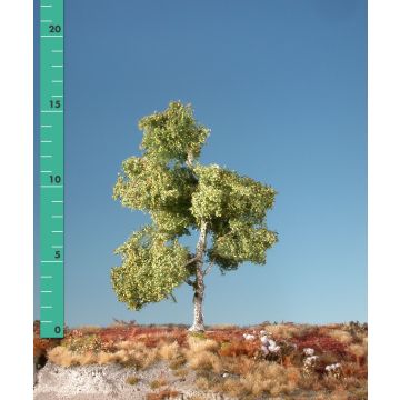 Silhouette Moorbirke - Frühherbst - 0 (< ca. 8cm) (210-03)