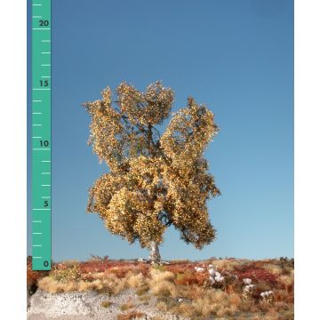 Silhouette Moorbirke - Spätherbst - 0 (< ca. 8cm) (210-04)