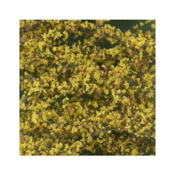 Silhouette Pappellaub - Spätherbst - ca. 27x16,5cm - N / Z (913-14)