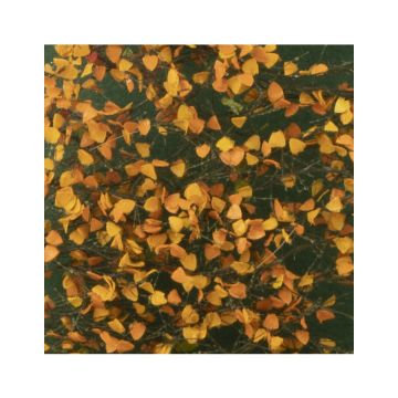 Silhouette Pappellaub - Spätherbst - ca. 50x31,5cm - 1:45+ (913-34H)