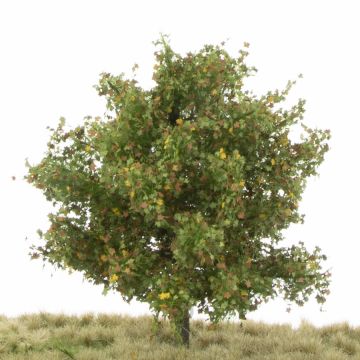 Silhouette Platane - Frühherbst - 12-16cm (233-43)