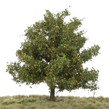 Silhouette Platane - Frühherbst - 0 (< ca. 8cm) (233-63)