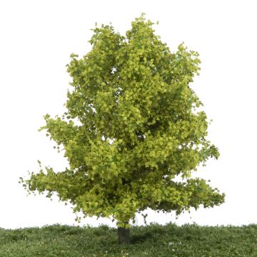 Silhouette Platane - Frühling - 0 (< ca. 8cm) (233-61)