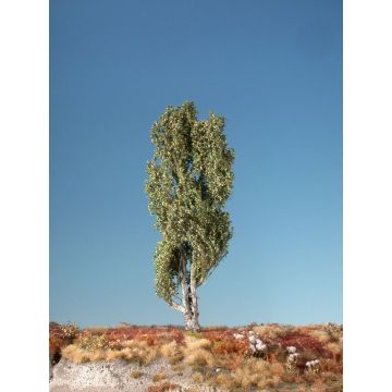 Silhouette Pyramidenpappel - Frühherbst - 1 (ca. 10-13cm) - N / Z (113-13)