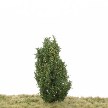 Silhouette Pyramidenpappel - Frühherbst - 12-16cm (213-43)