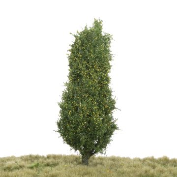 Silhouette Pyramidenpappel - Frühherbst - 0 (< ca. 8cm) (213-63)
