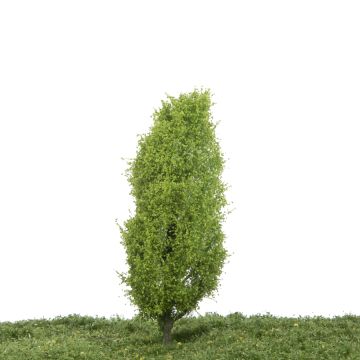 Silhouette Pyramidenpappel - Frühling - 12-16cm (213-41)