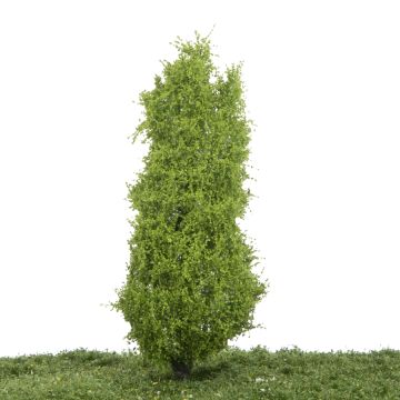 Silhouette Pyramidenpappel - Frühling - 0 (< ca. 8cm) (213-61)