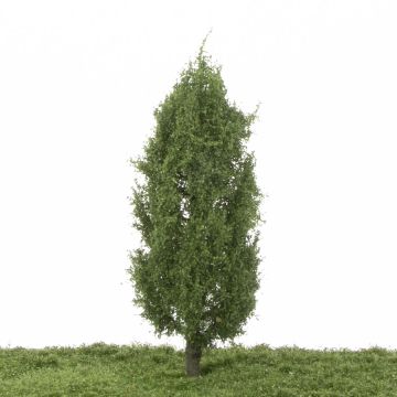 Silhouette Pyramidenpappel - Sommer - 17-22cm (213-52)