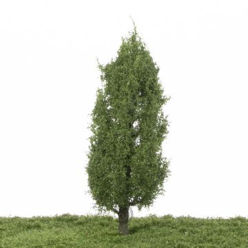 Silhouette Pyramidenpappel - Sommer - 0 (< ca. 8cm) (213-62)