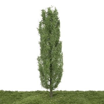 Silhouette Pyramidenpappel - Sommer - 25-29cm (313-001-2)