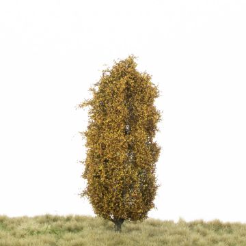 Silhouette Pyramidenpappel - Spätherbst - 12-16cm (213-44)